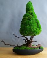 Drzewko z mchu stabilizowanego bonsai
