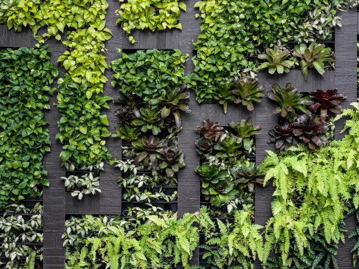 Ściany wertykalne z żywych roślin
