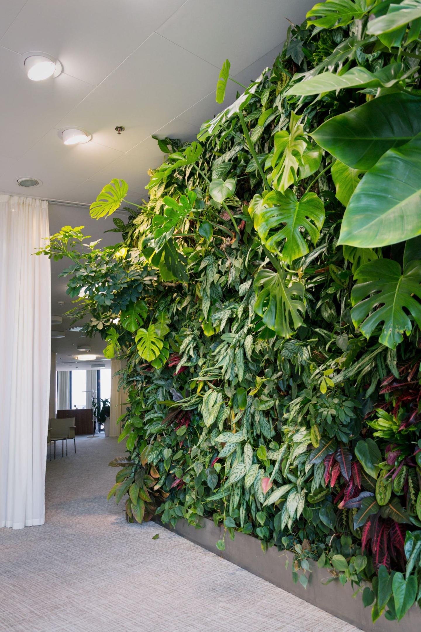 ściany wertykalne z żywych roślin