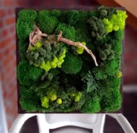 Obraz z mchu stabilizowanego