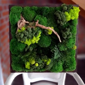 Obraz z mchu stabilizowanego