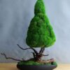 Drzewko z mchu stabilizowanego bonsai
