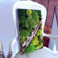 Obraz z mchu stabilizowanego Poszycie leśne 50x30 cm