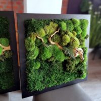 Obraz z mchu stabilizowanego 53 x 53 cm