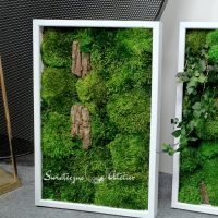 Dwa obrazy z mchu stabilizowanego 60 x 40 cm